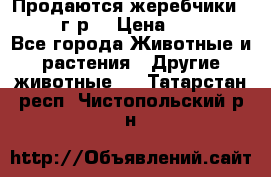 Продаются жеребчики 14,15 16 г.р  › Цена ­ 177 000 - Все города Животные и растения » Другие животные   . Татарстан респ.,Чистопольский р-н